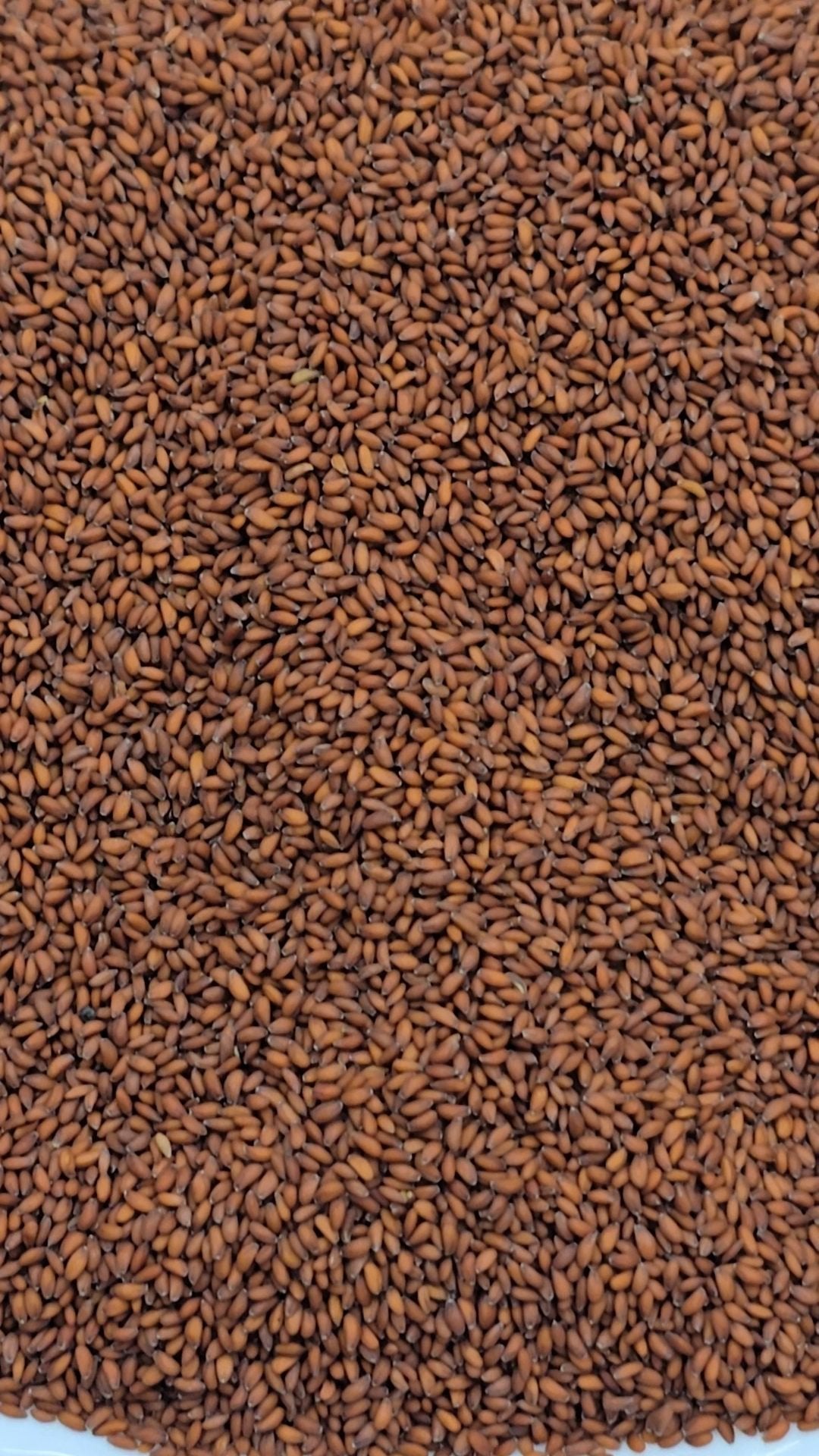 Premium Haleem Seeds (Halam Seeds)