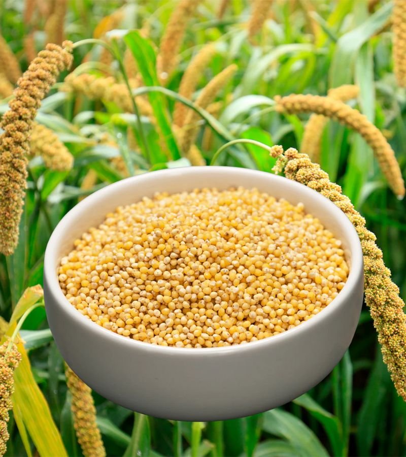 Foxtail Millet (Kangni/Kanghee Seeds)