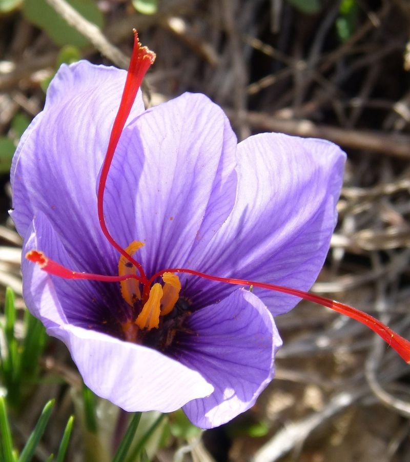 Saffron/Zafran
