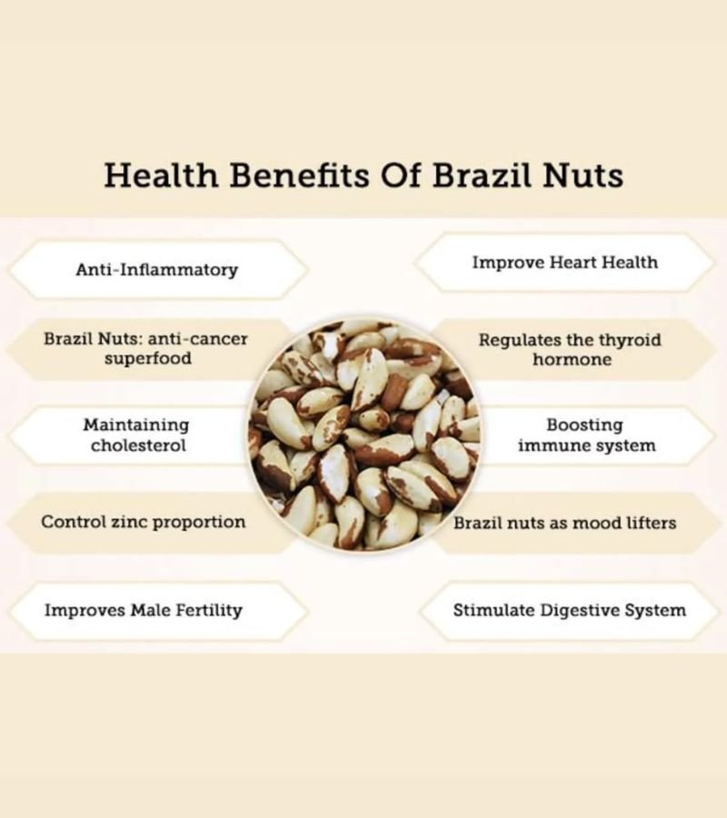 Brazil Nut