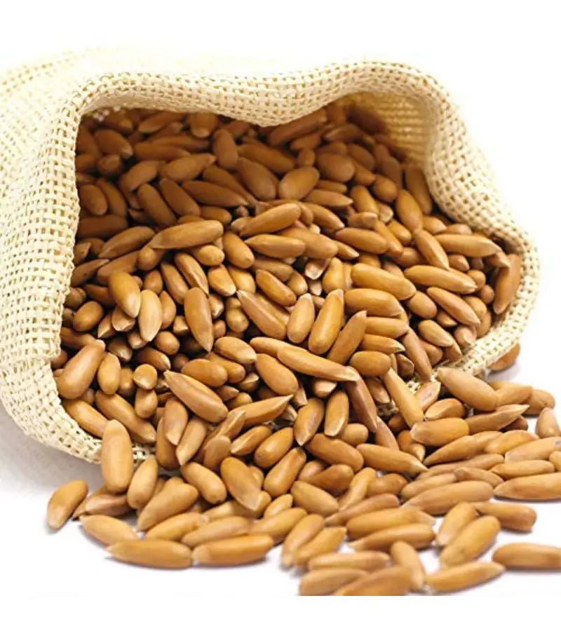 Chilgoza with Shell (Pine Nuts with Shell)