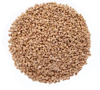 Chirongi (Cuddapah almond)