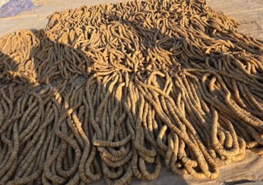 Imported Kandhari Anjeer from Afghanistan to India at Wholesale Price