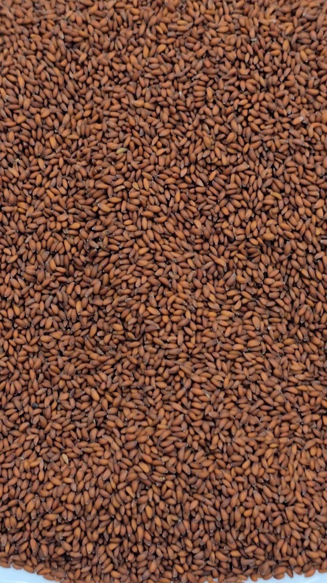 Premium Haleem Seeds (Halam Seeds) - Image 3